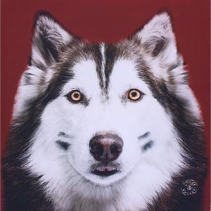 Tableau husky rouge