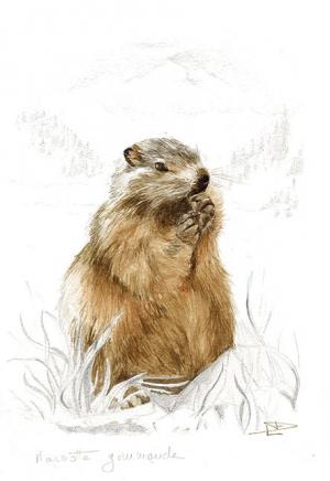 Toile sur chassis marmotte gourmande