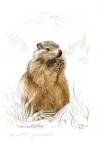 Toile sur chassis marmotte gourmande