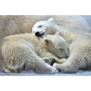 Quadro Coccole di Orsetti