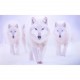 3 loups blanc ia impression sur dibond