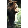 Quadro su tela Orso Bruno di Profilo