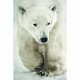 Quadro su tela Orso Polare in cammino