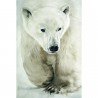 Quadro su tela Orso Polare in cammino