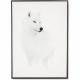 Tableau loup blanc avec encadrement noir
