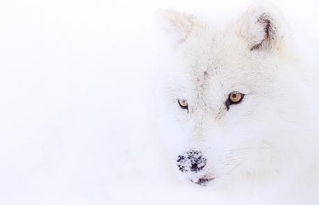 Loup blanc  en photo plexiglass