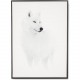 Quadro con lupo bianco e cornice nera