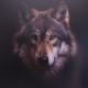 Loup majestueux sur dibond