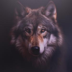 Loup majestueux sur dibond