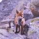 Renard en photo sur dibond