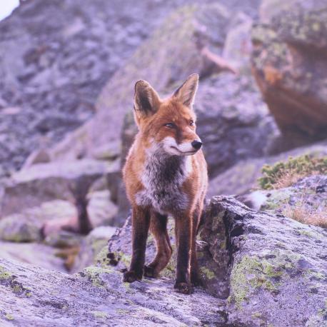 Renard en photo sur dibond