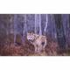 Loup en photo sur dibond