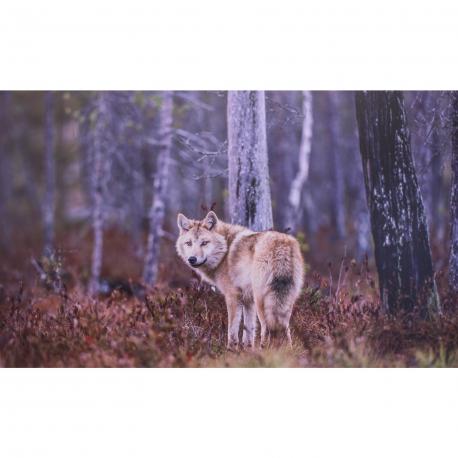 Loup en photo sur dibond