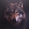 Loup majestueux sur dibond