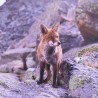 Renard en photo sur dibond