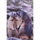 Marmottes en photo sur dibond