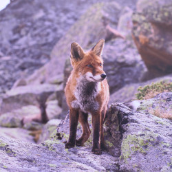 Renard en photo sur dibond - 50x50