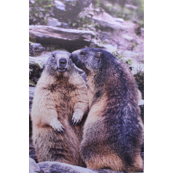 Marmottes en photo sur dibond - 60x40