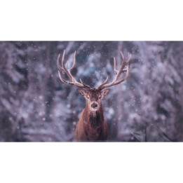 Stag photo plexiglass