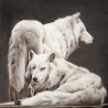 Couple de loup blanc