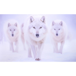 3 loups blanc ia impression sur dibond