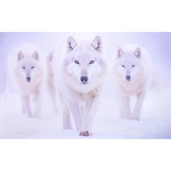 3 loups blanc ia impression sur dibond - 60x35