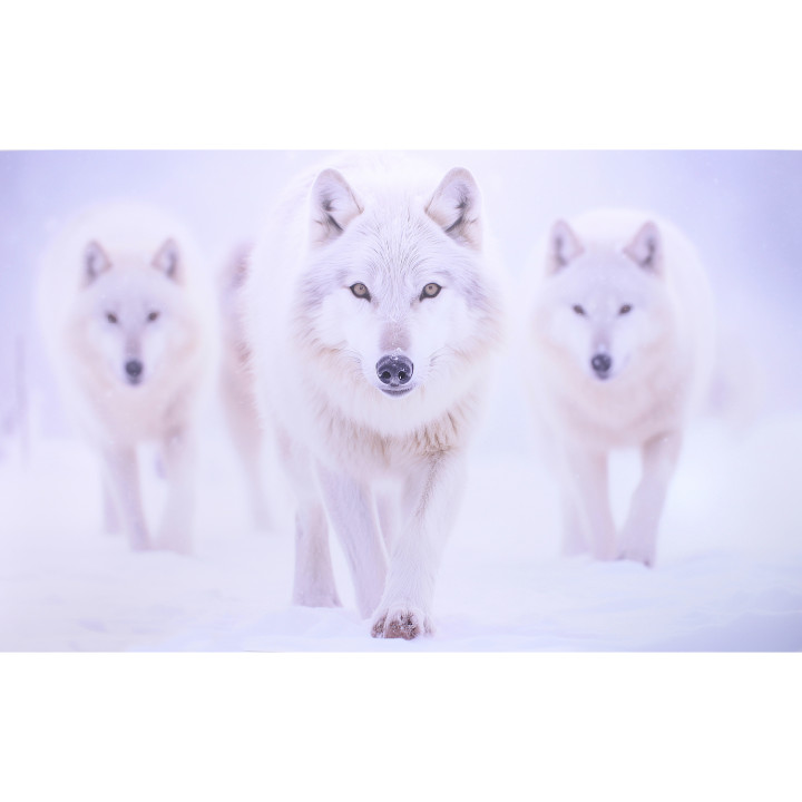 3 loups blanc ia impression sur dibond