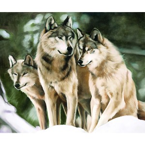 Toile sur chassis 3 loups blanc