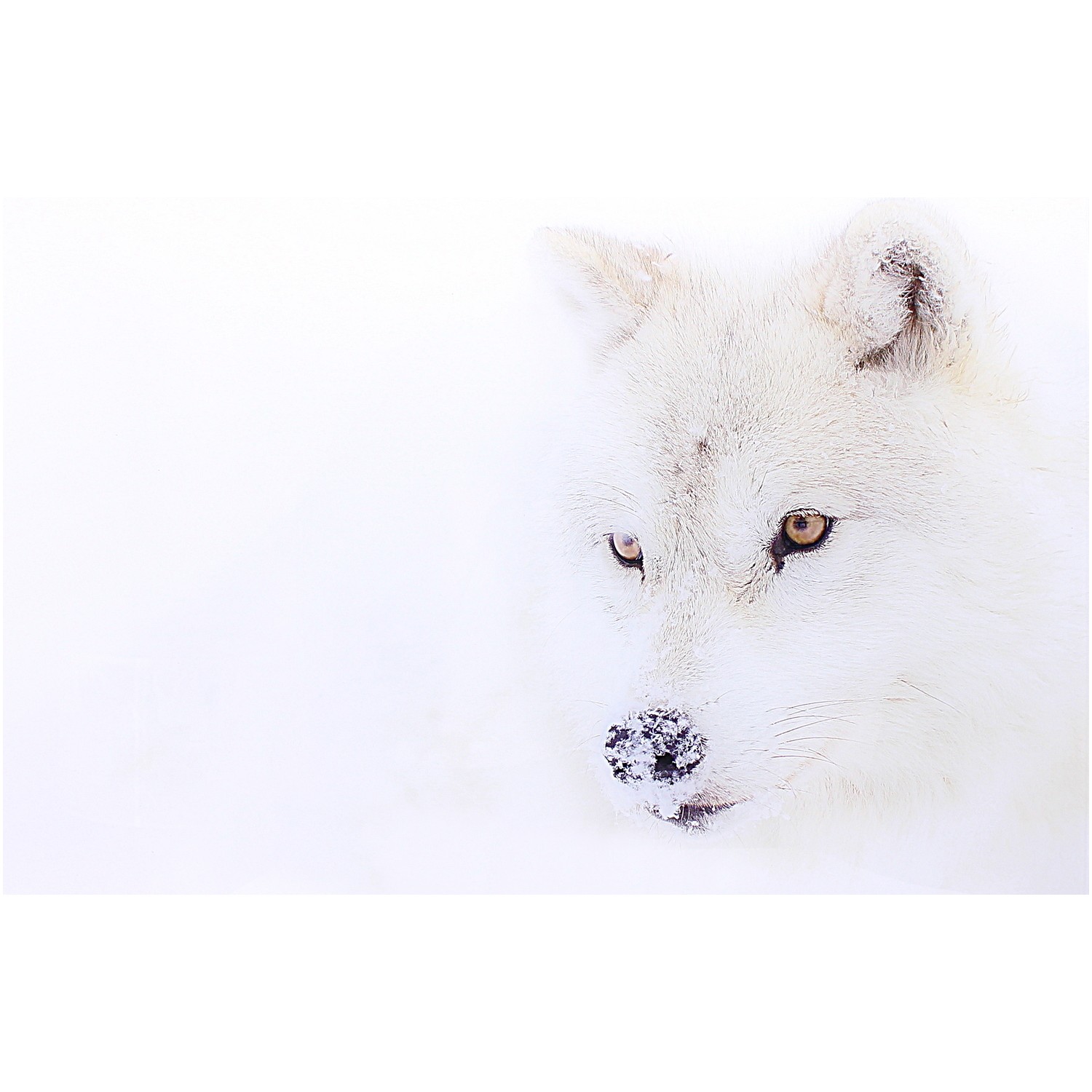 Loup Blanc En Photo Plexiglass