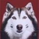 Tableau husky rouge