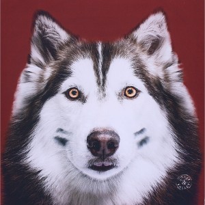Tableau husky rouge