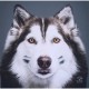 Tableau husky gris