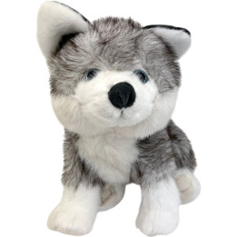 Sweet husky