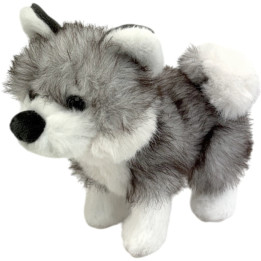 Baby husky