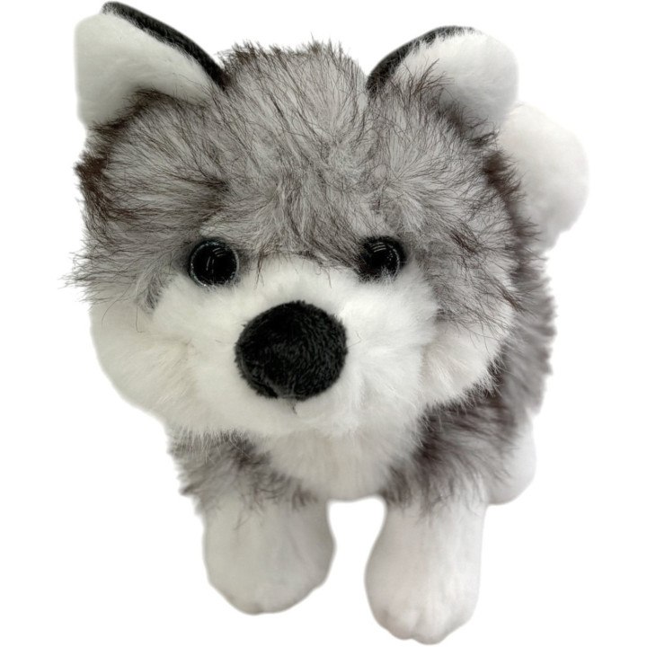 Baby husky